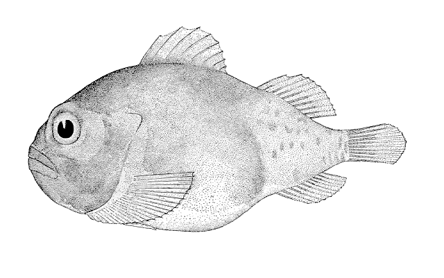 Lethotremus muticus