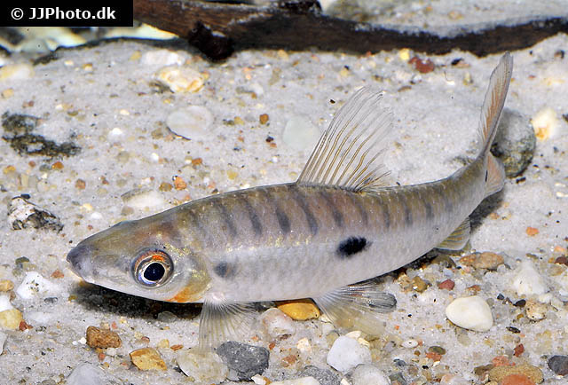Leporinus niceforoi