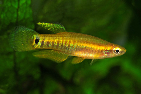 Leptolucania ommata