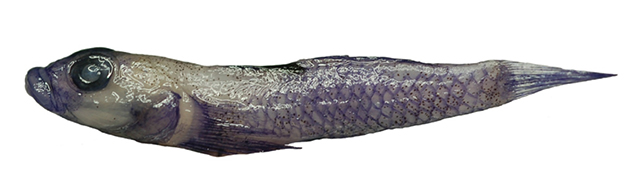 Lebetus patzneri