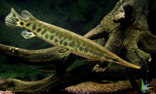 Lepisosteus platyrhincus