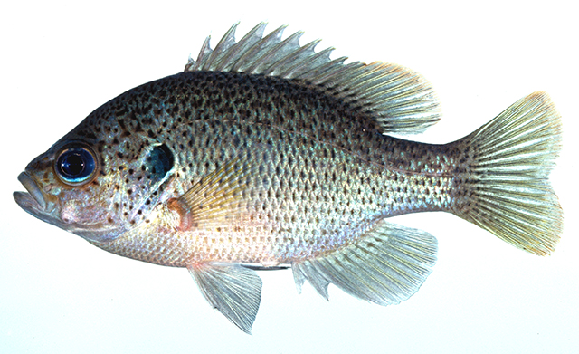 Lepomis punctatus