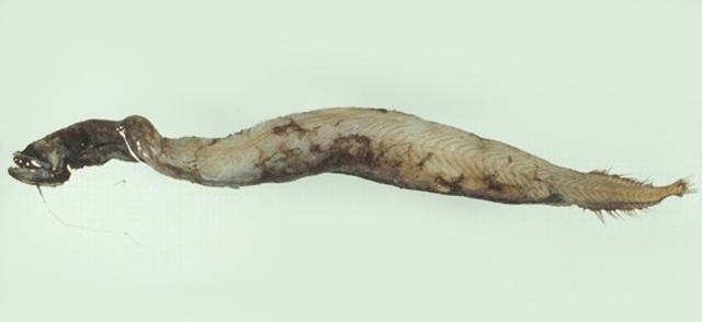 Lerob_u0.jpg