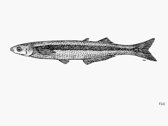 Leuresthes sardina