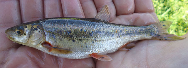 Leucalburnus satunini