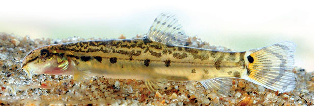 Lepidocephalichthys thermalis