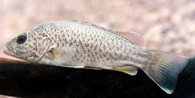 Leiopotherapon unicolor