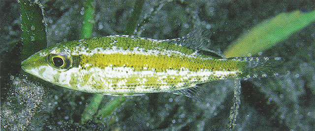 Lethrinus variegatus