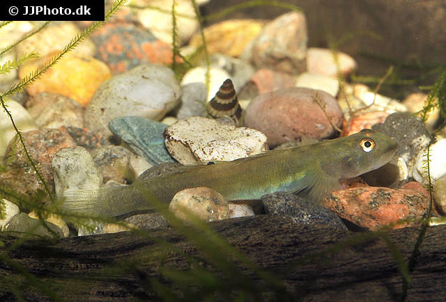 Lentipes whittenorum