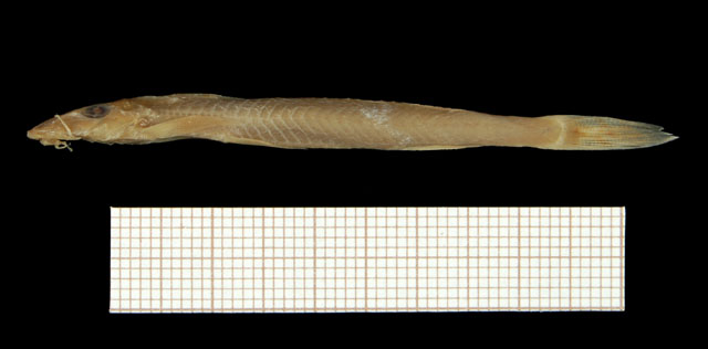 Leptoglanis xenognathus