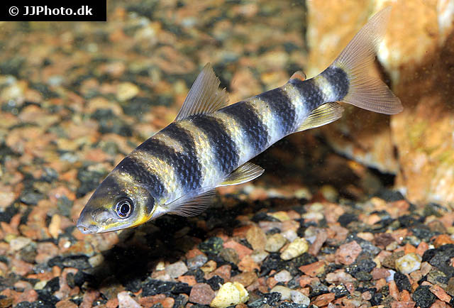 Leporinus y-ophorus