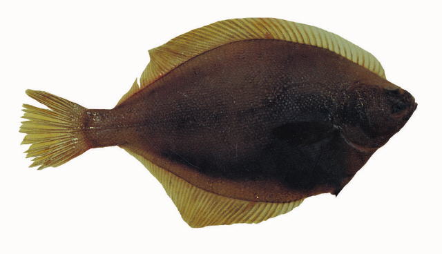 Limanda aspera