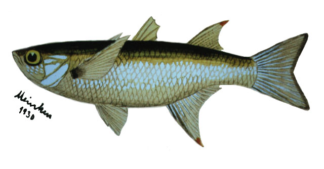 Lifal_u0.jpg