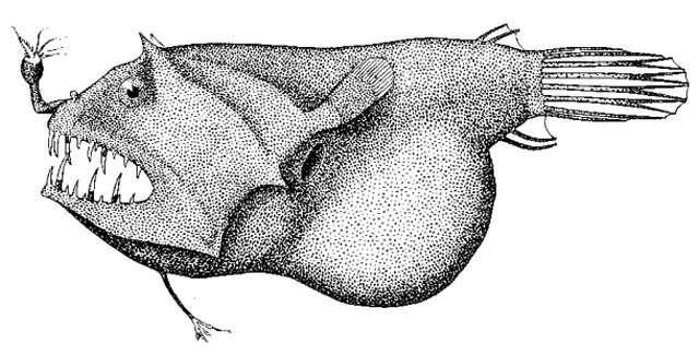 Linophryne indica