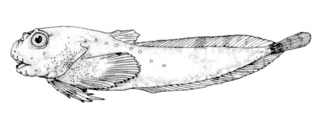 Liparis inquilinus