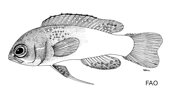 Lipogramma klayi