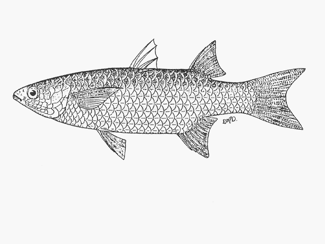 Planiliza melinoptera