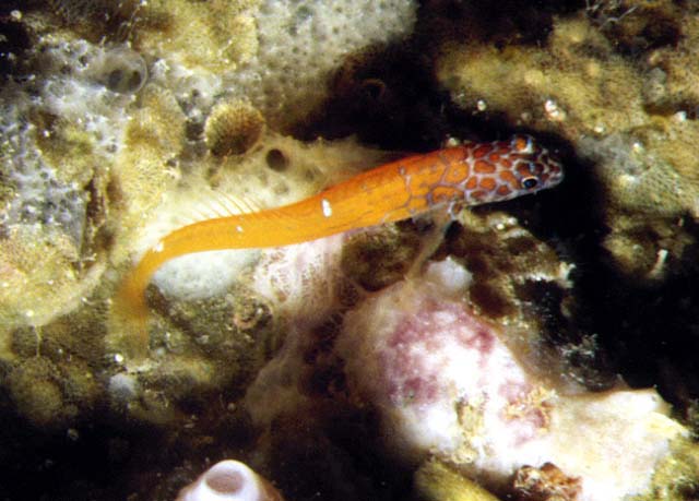 Microlipophrys nigriceps