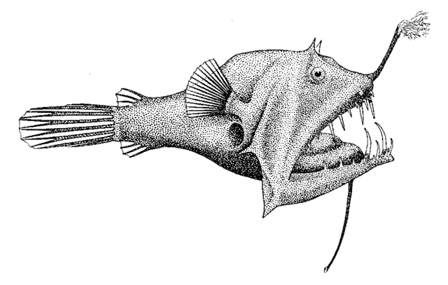 Linophryne racemifera