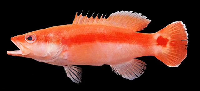 Liopropoma terecaudum