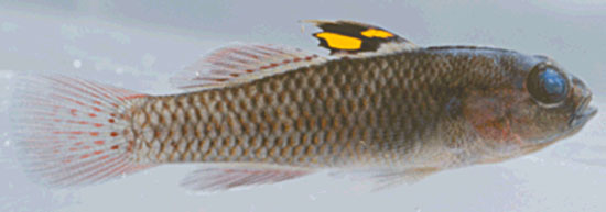 Locri_f0.jpg