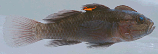 Locri_u0.jpg