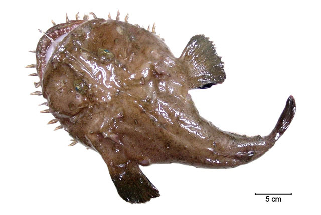 Lophius gastrophysus