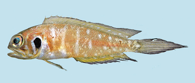 Lonchopisthus higmani