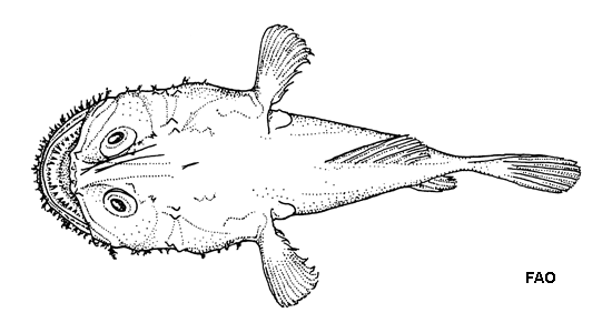 Lophiodes triradiatus