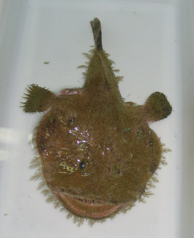 Lophiomus setigerus