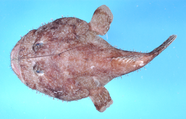 Lophiodes miacanthus