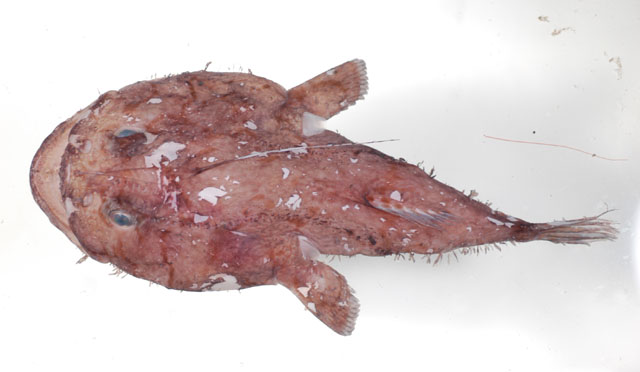 Lophiodes mutilus