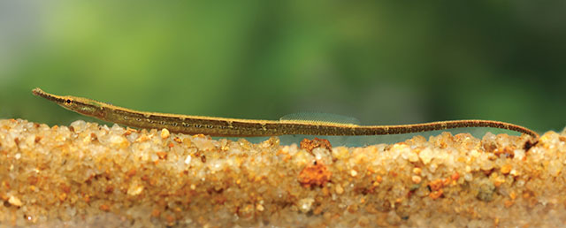 Lophocampus ocellatus