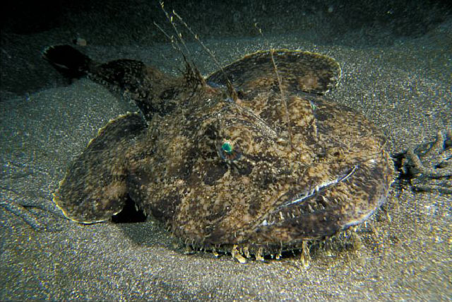 Lophius piscatorius