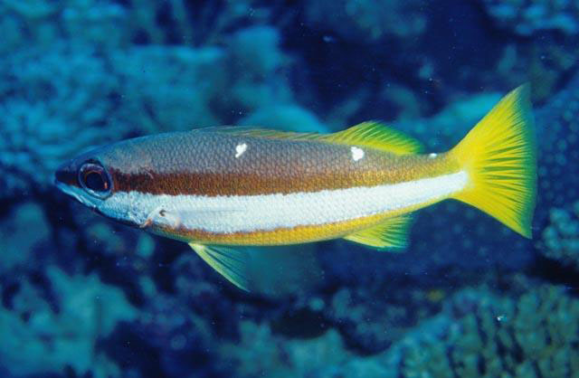 Lutjanus biguttatus