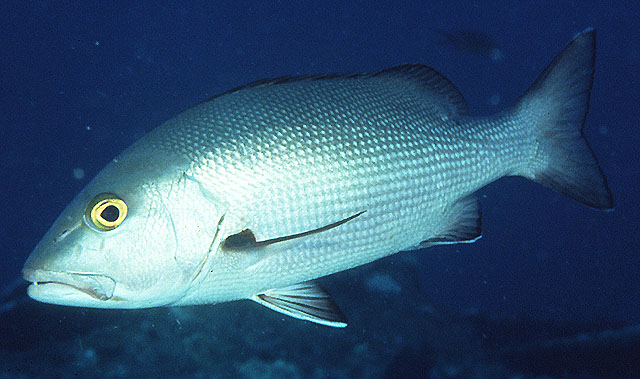 Lutjanus bohar