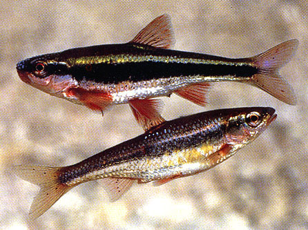Luxilus cardinalis