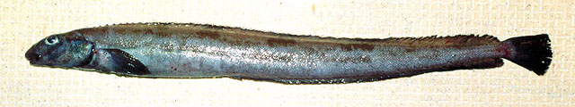 Lumpenella longirostris