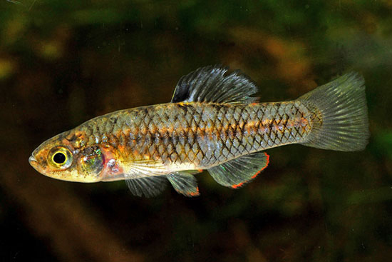Lucania parva