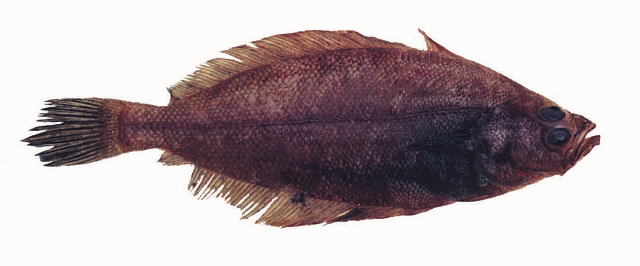 Lyopsetta exilis