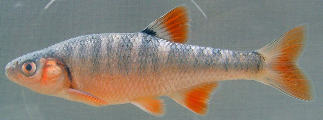 Lythrurus fasciolaris