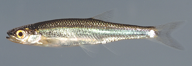 Lylir_m0.jpg
