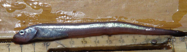 Lycodapus mandibularis