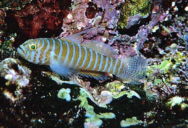 Lythrypnus rhizophora