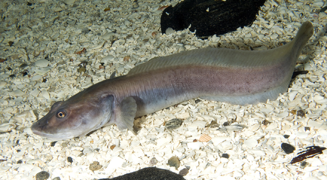 Lycodes seminudus