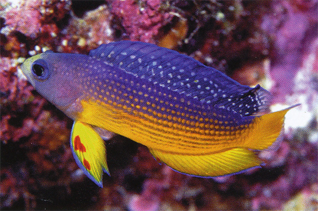 Manonichthys alleni
