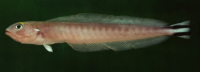 Malacanthus brevirostris