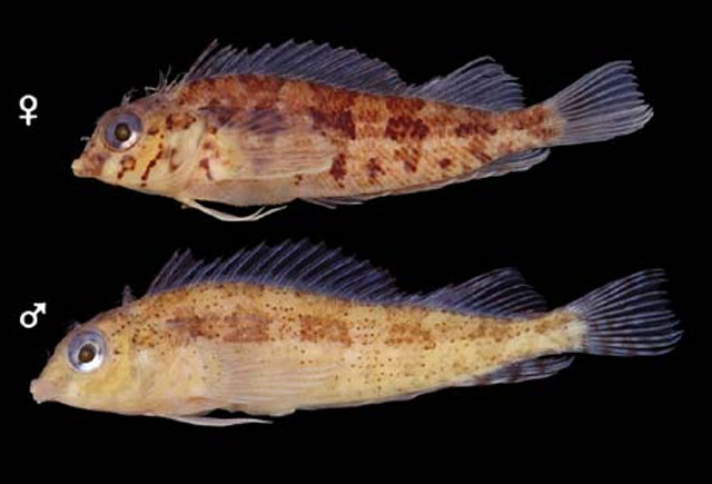 Malacoctenus costaricanus
