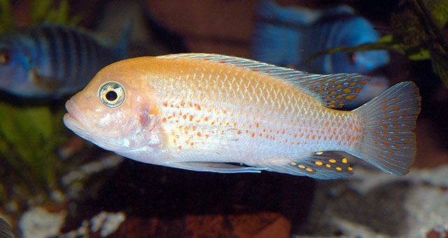 Maylandia estherae