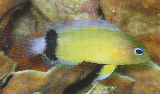 Manonichthys jamali